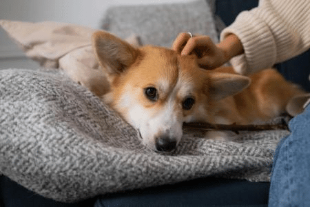 Como saber se meu cachorro está escondendo a dor? Dicas para tutores preocupados