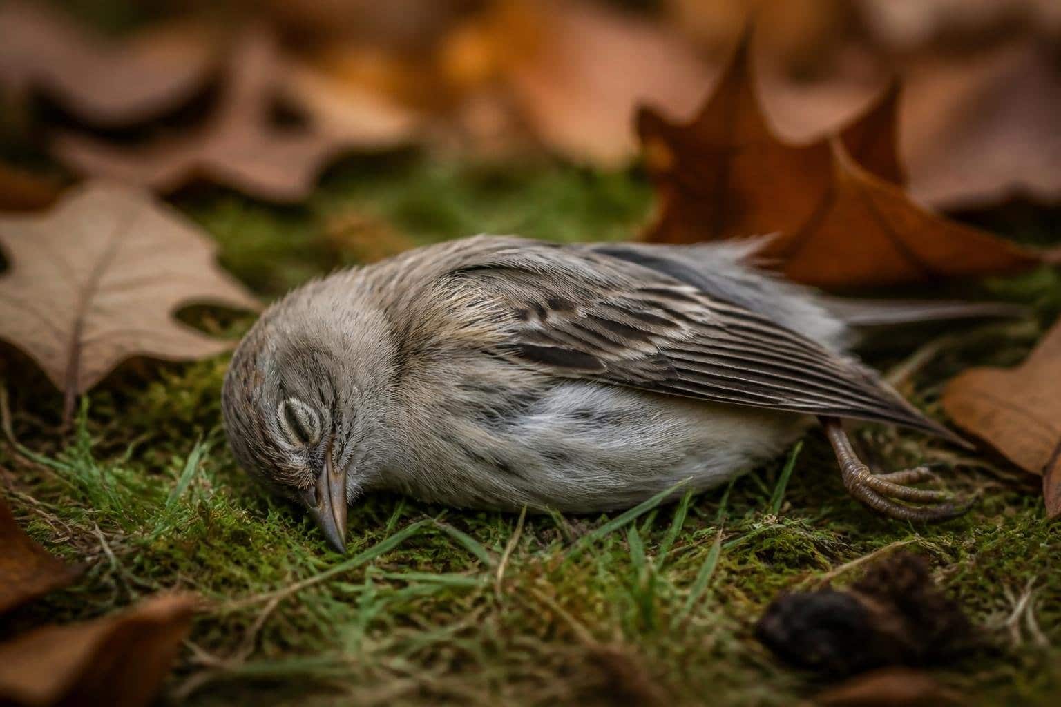 Um passarinho morto pequeno deitado sobre grama verde com folhas ao redor, em um ambiente natural e tranquilo.