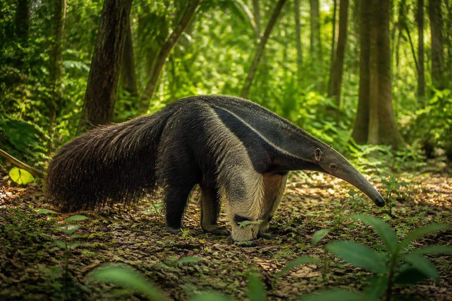 Um tamanduá gigante em pé em uma floresta tropical densa e verde, com luz do dia filtrando pelas árvores.