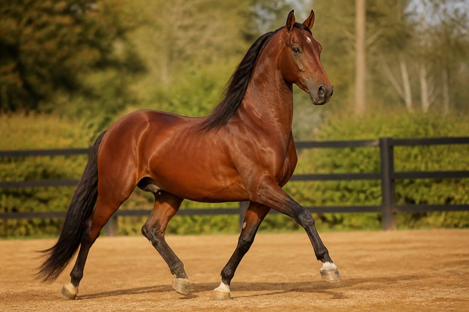Cavalo de passo peruano realizando seu movimento característico em uma pista de areia ao ar livre.
